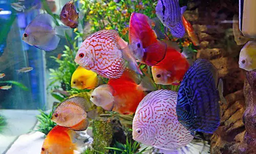 ikan discus